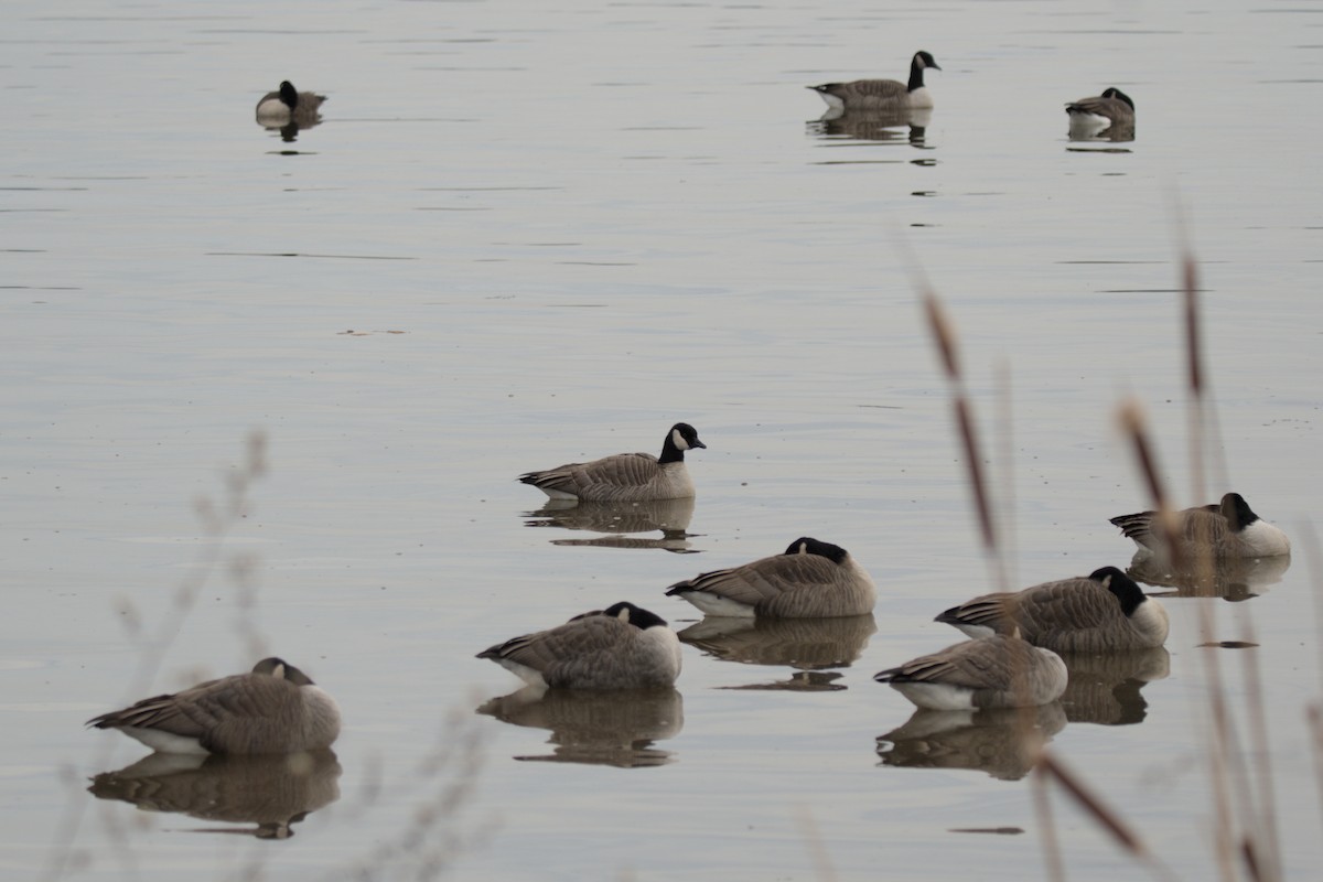 Oca canadese minore - ML646869640