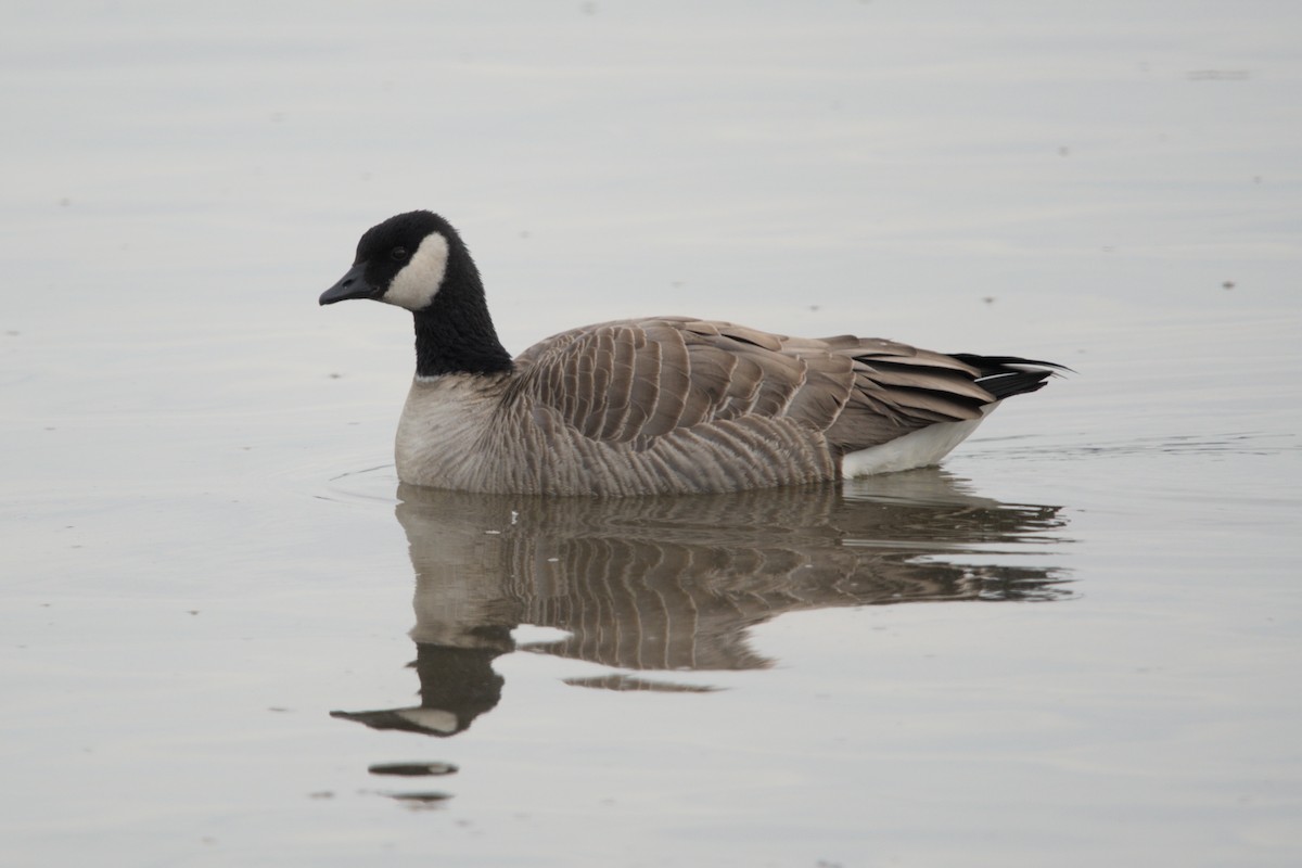 Oca canadese minore - ML646869641