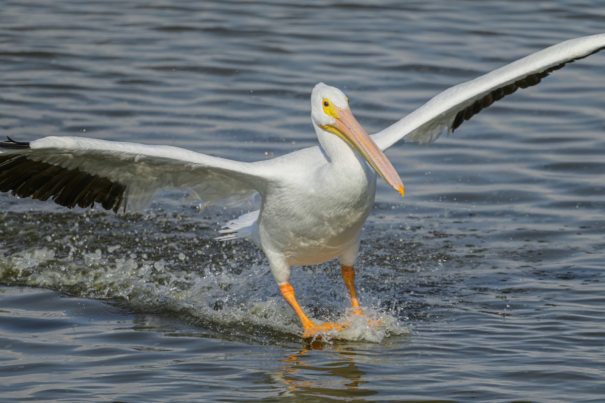 Pelícano Norteamericano - ML646869647