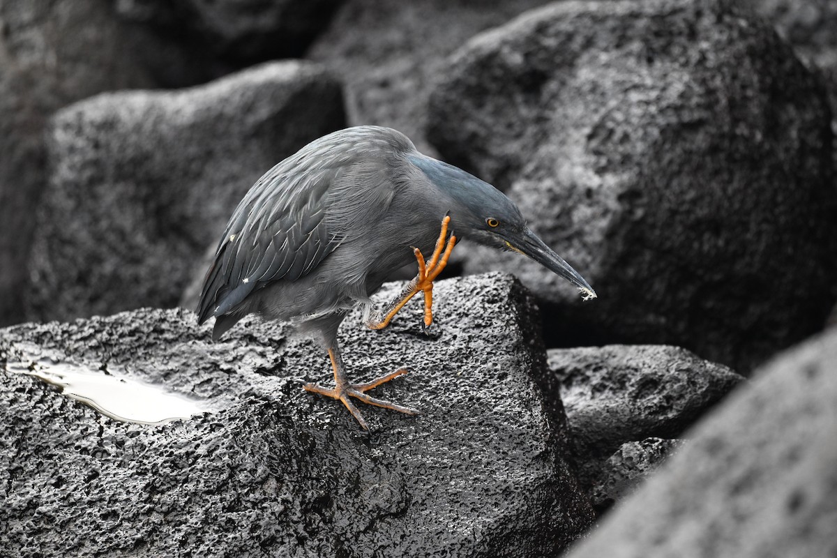 Héron des Galapagos - ML646869648