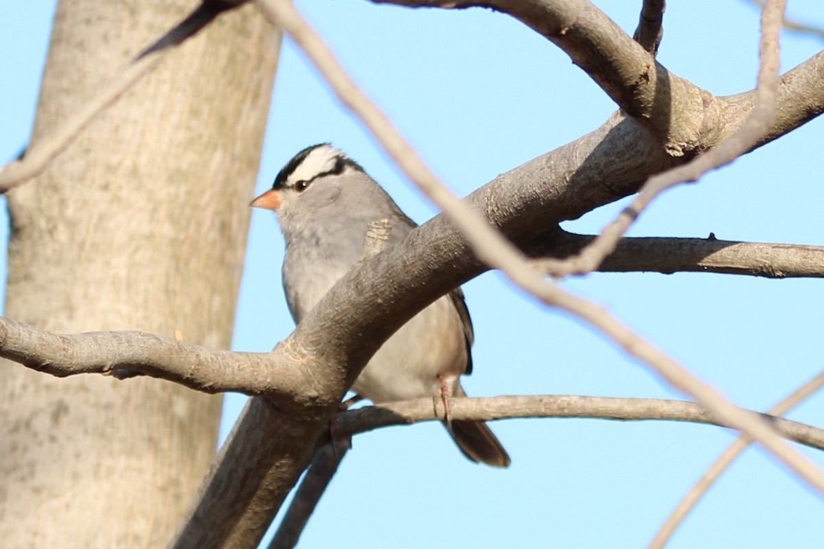 ミヤマシトド - ML646869649