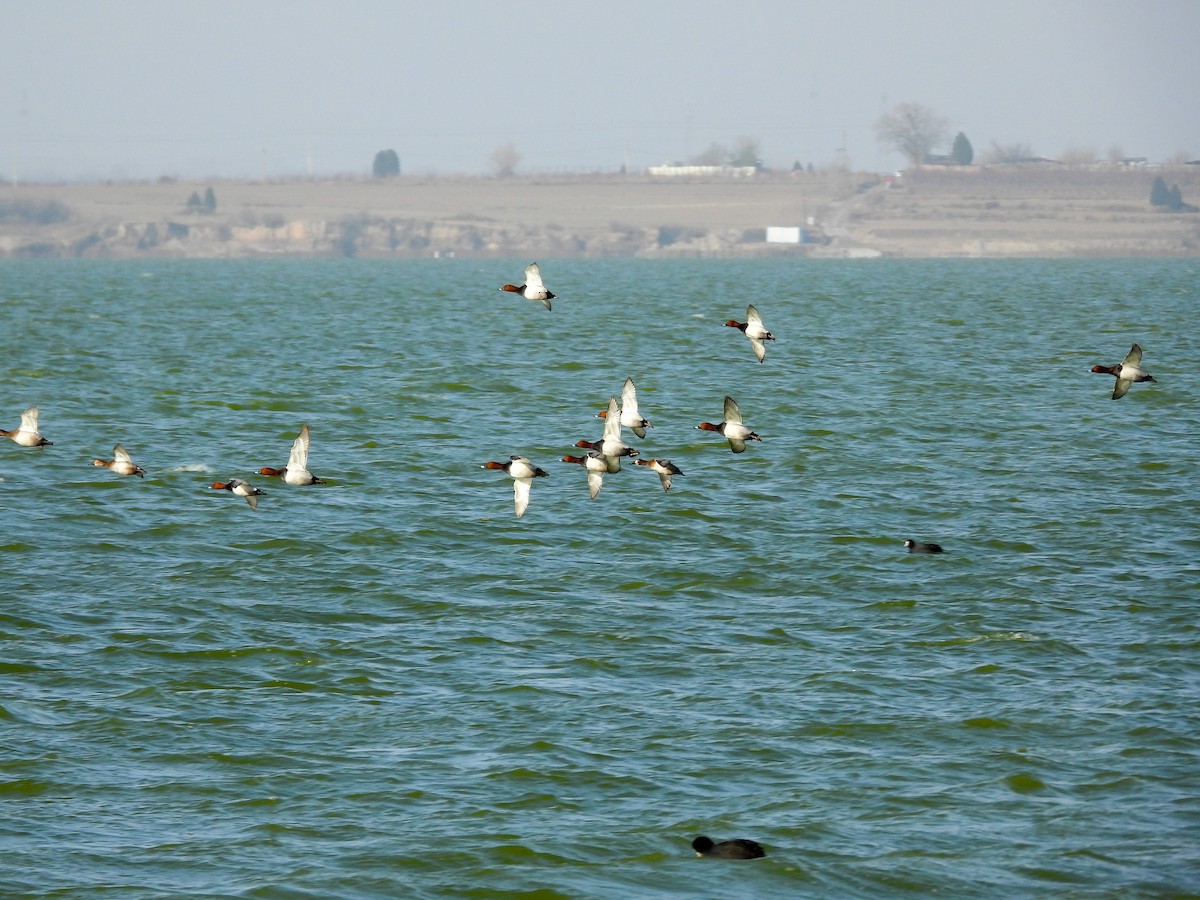 taffeland - ML646869652