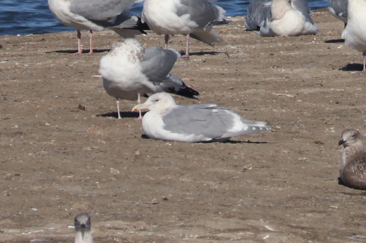 Gaviota de Bering - ML646869654