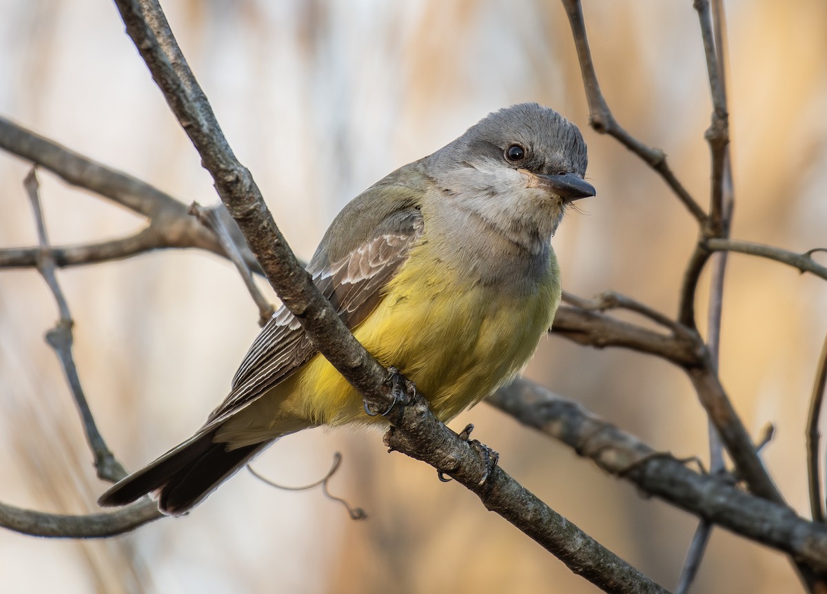 Western Kingbird - ML646869655