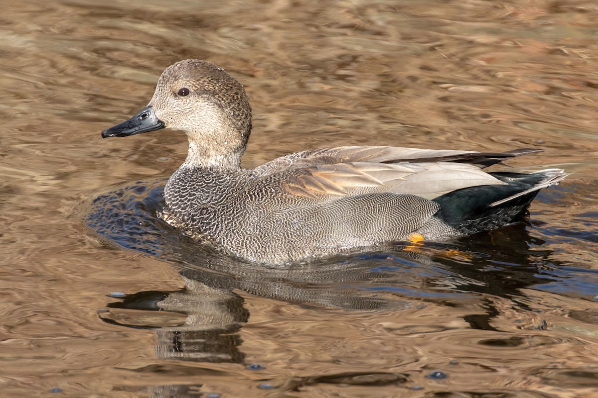 Canard chipeau - ML646869656