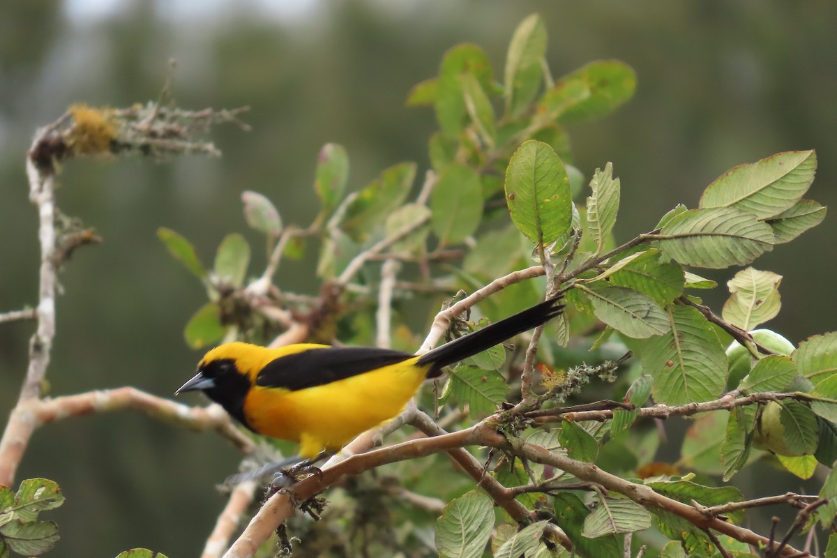 Yellow-backed Oriole - ML646869658