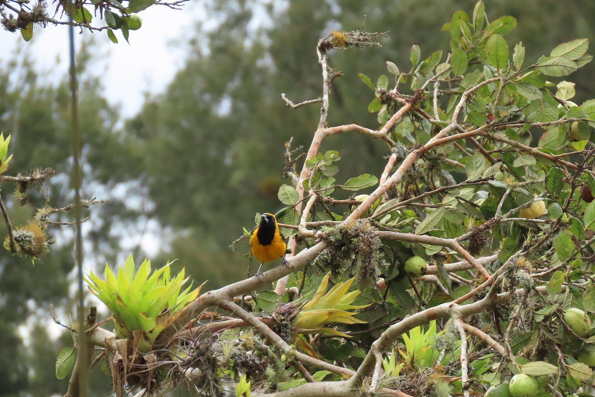 Yellow-backed Oriole - ML646869659
