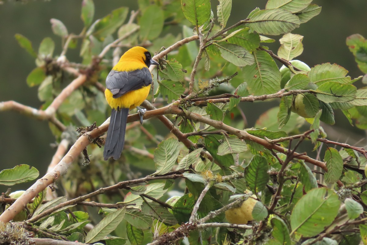 Yellow-backed Oriole - ML646869660