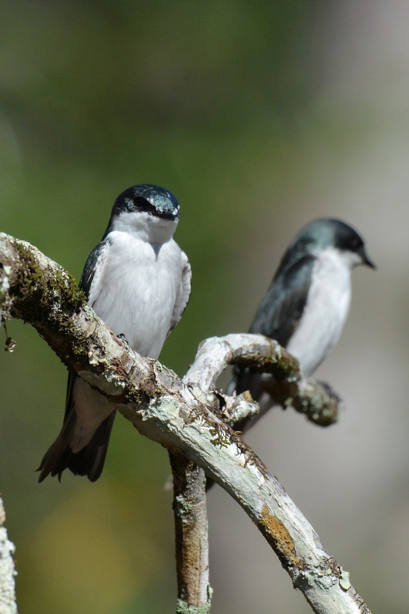 Mangrove Swallow - ML646869661