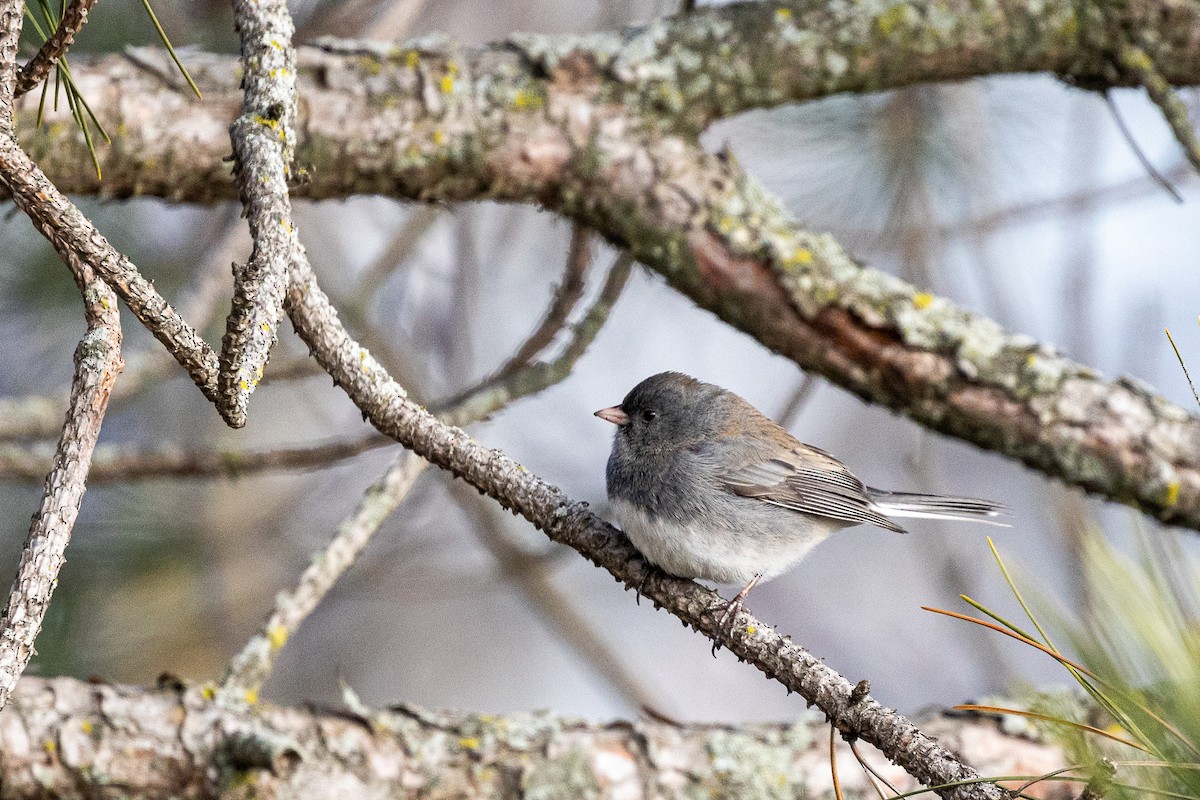 Юнко сірий - ML646869662