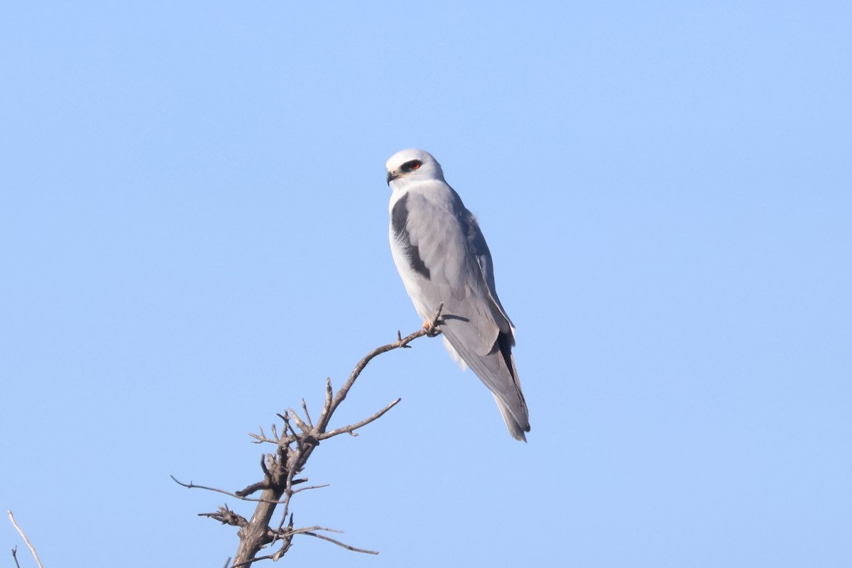 White-tailed Kite - ML646869663