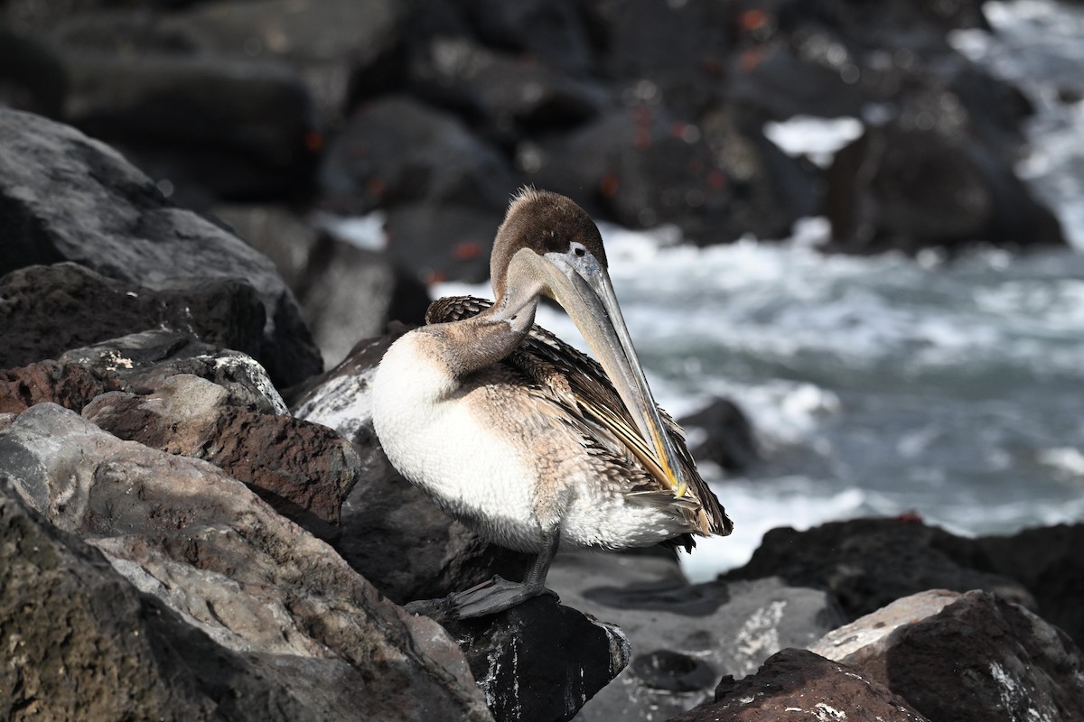 Pélican brun (urinator) - ML646869664