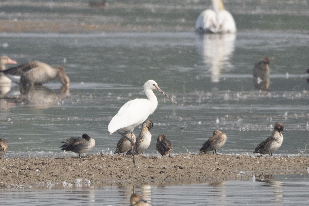 Eurasian Spoonbill - ML646869665