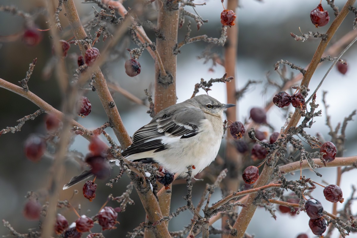 Northern Mockingbird - ML646869667