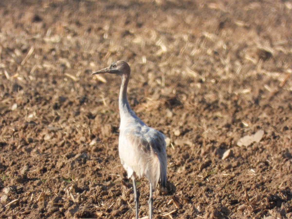 Common Crane - ML646869670