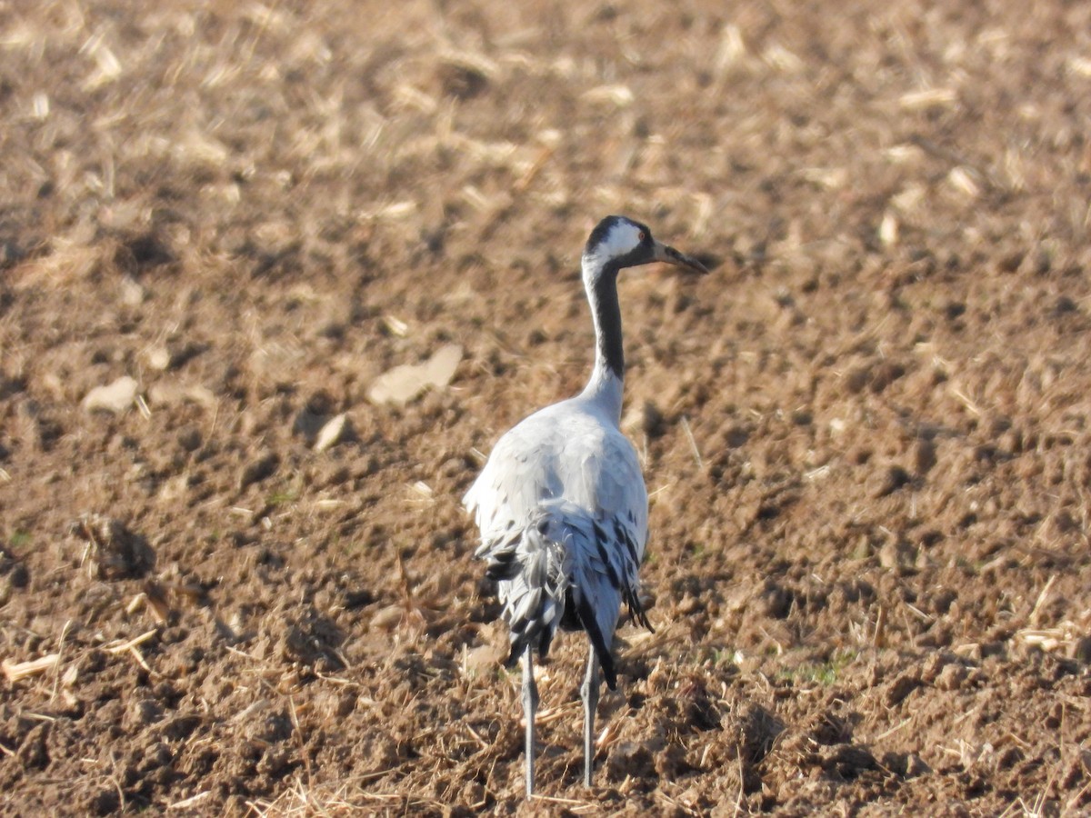 Common Crane - ML646869671