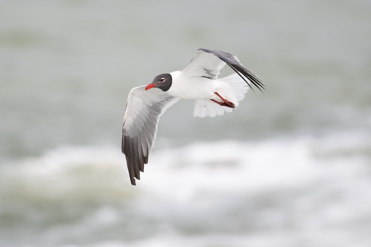 Ацтекская чайка - ML646869672