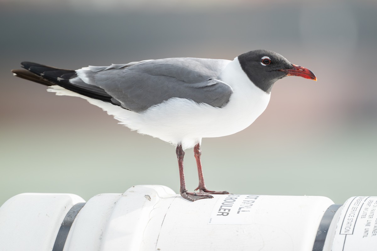 Ацтекская чайка - ML646869673