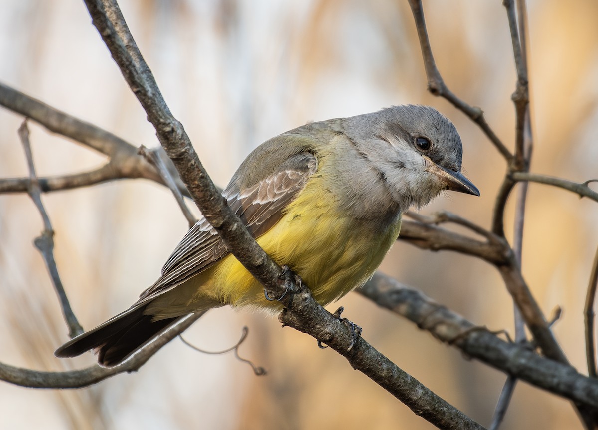 Western Kingbird - ML646869674