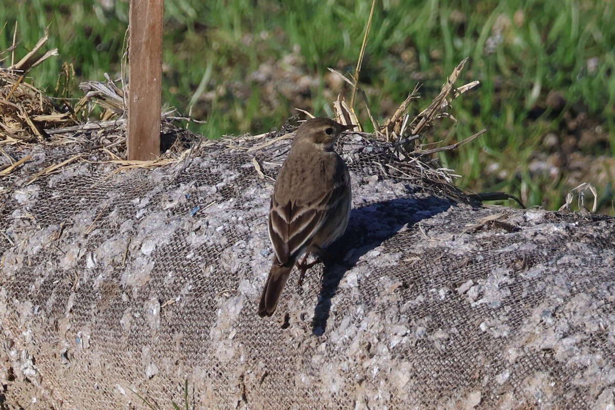 American Pipit - ML646869676