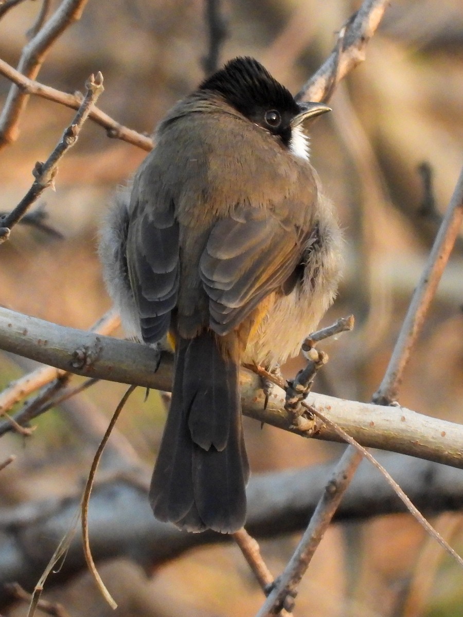 Brown-breasted Bulbul - ML646869677