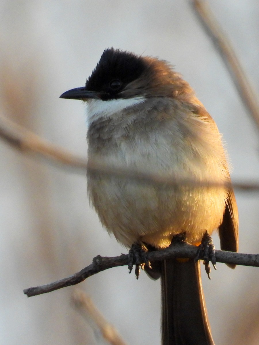 Brown-breasted Bulbul - ML646869678