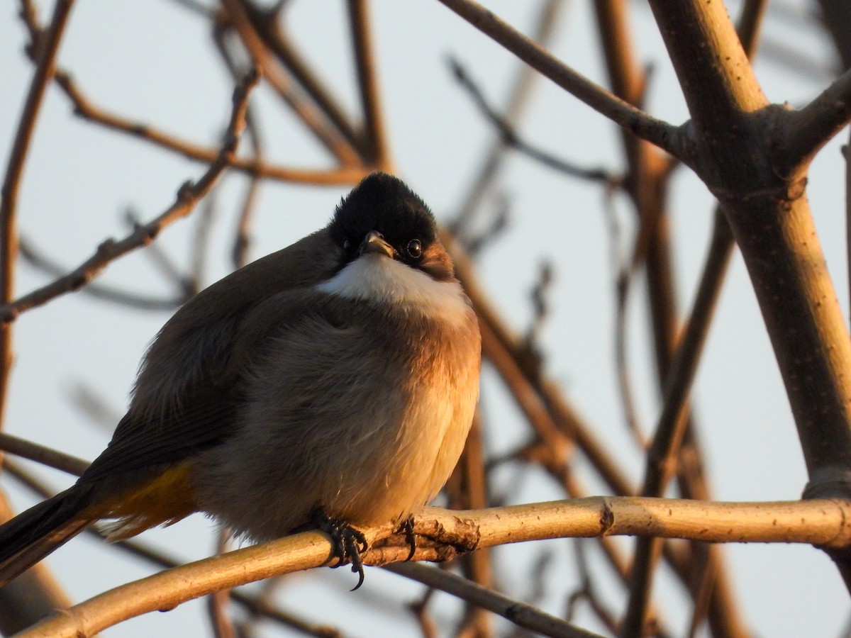 Brown-breasted Bulbul - ML646869679