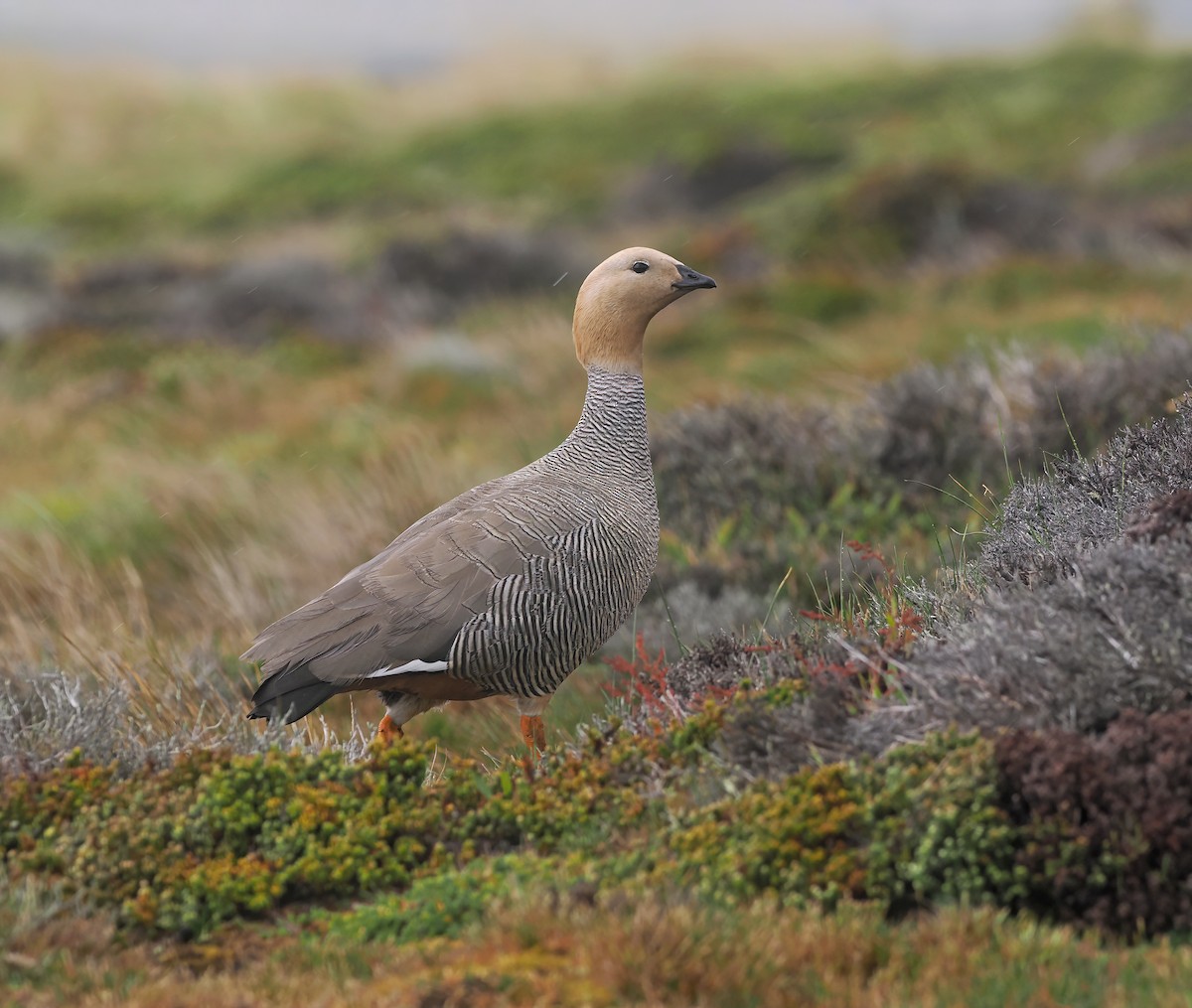 husice rezavohlavá - ML646869681