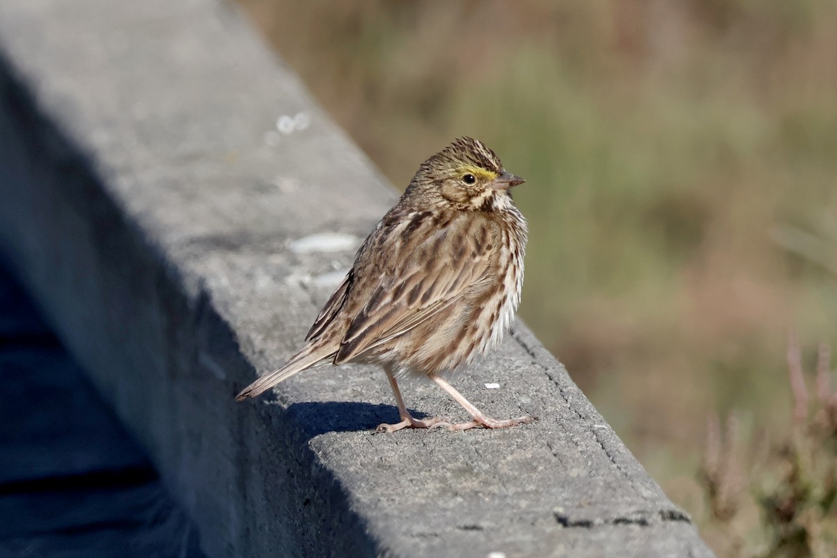 Savannah Sparrow - ML646869682
