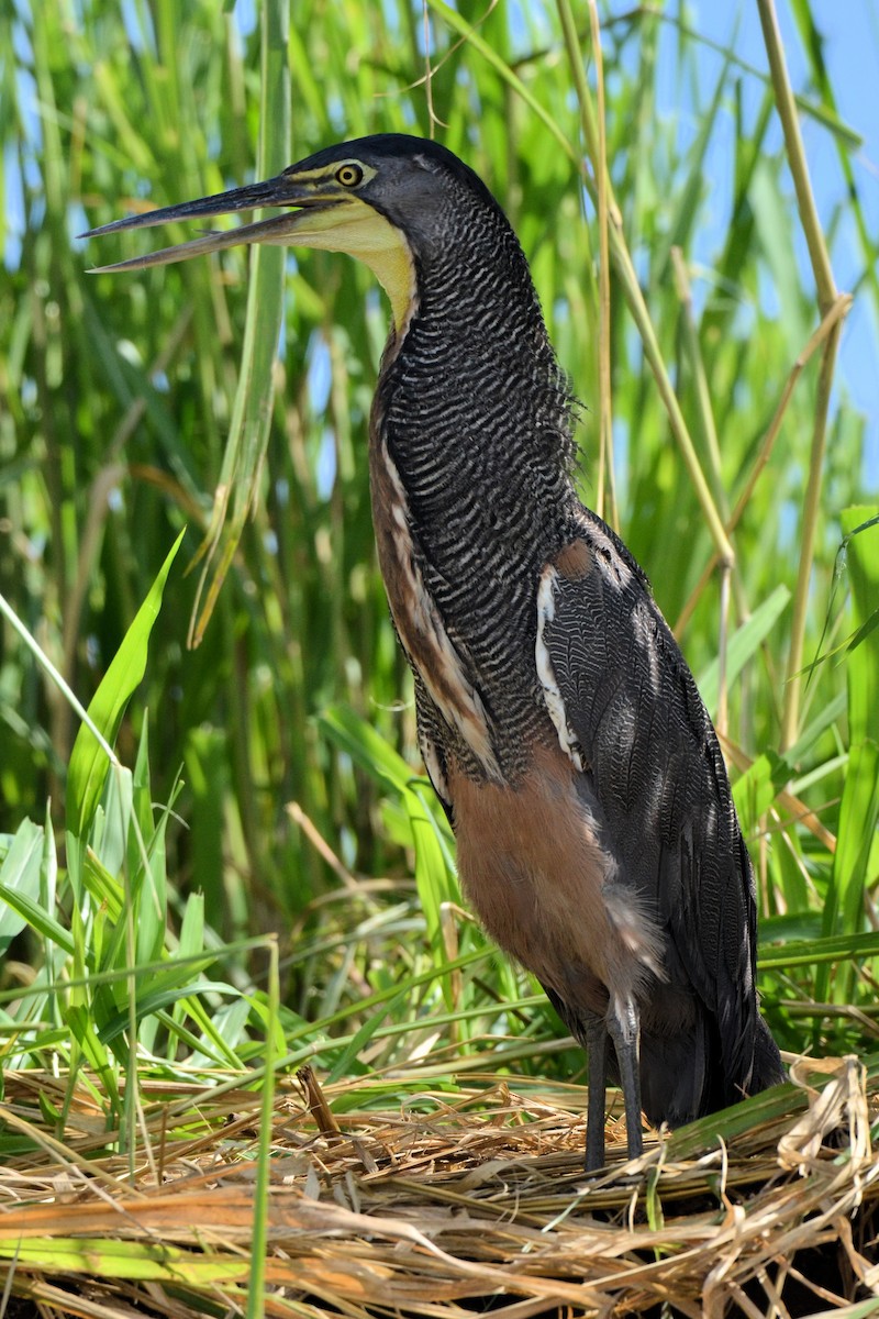 Bare-throated Tiger-Heron - ML646869683
