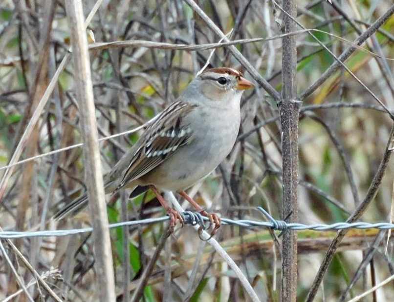 Бруант білобровий - ML646869684