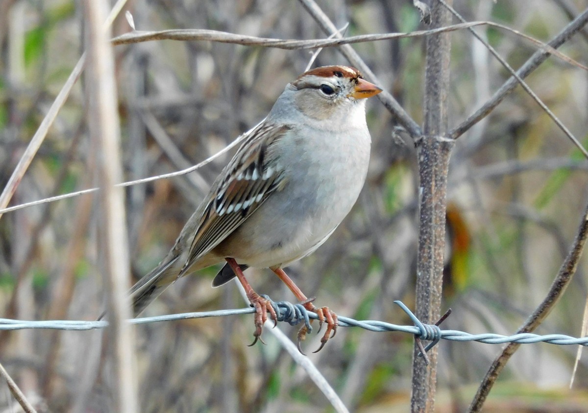 Бруант білобровий - ML646869685