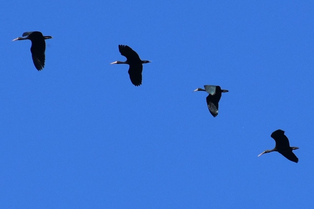 Ibis Afeitado - ML646869686