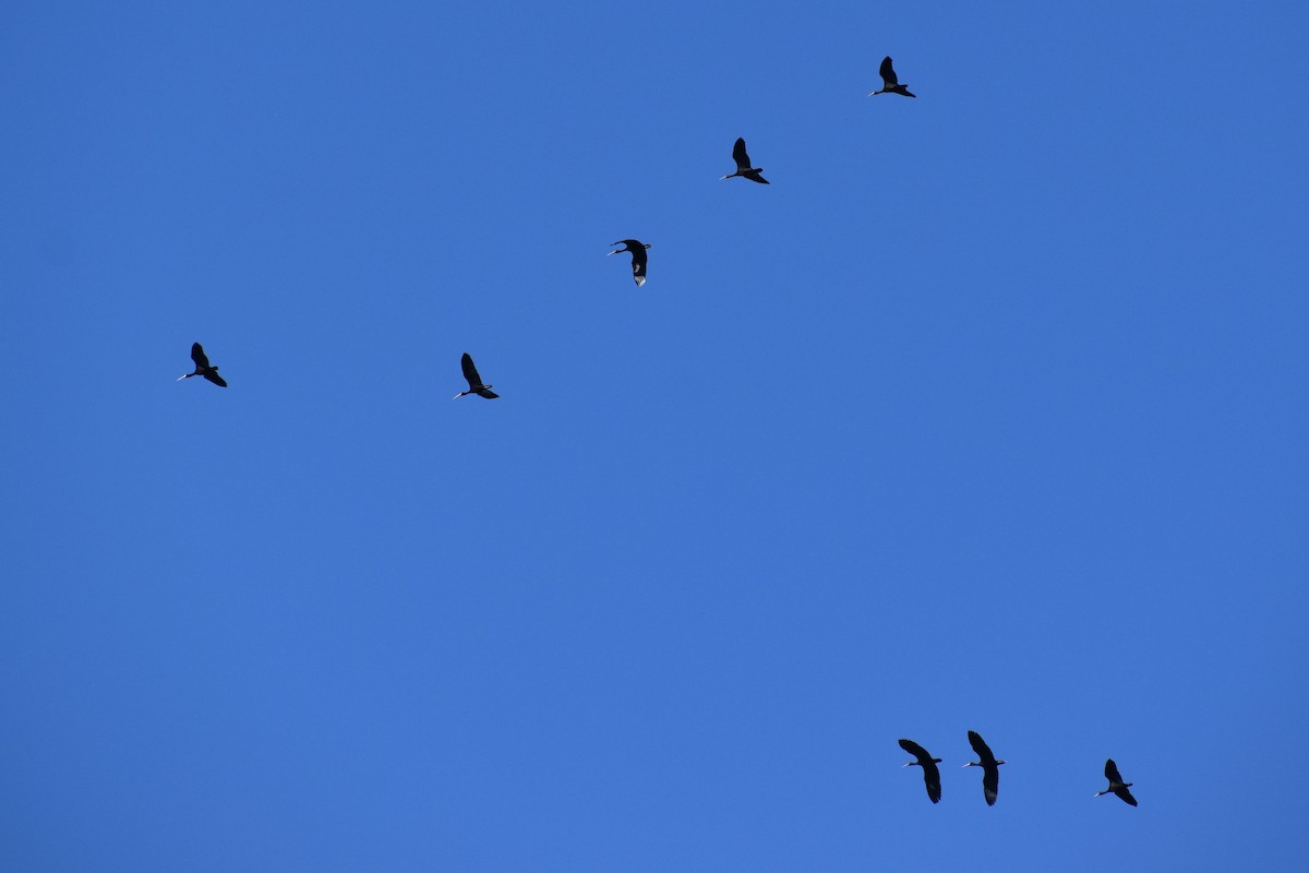 Ibis Afeitado - ML646869687