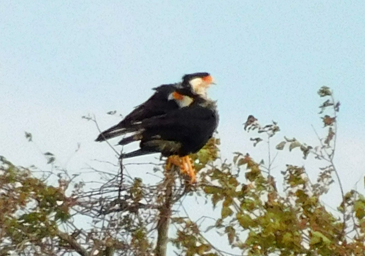 Каракара аргентинська - ML646869689