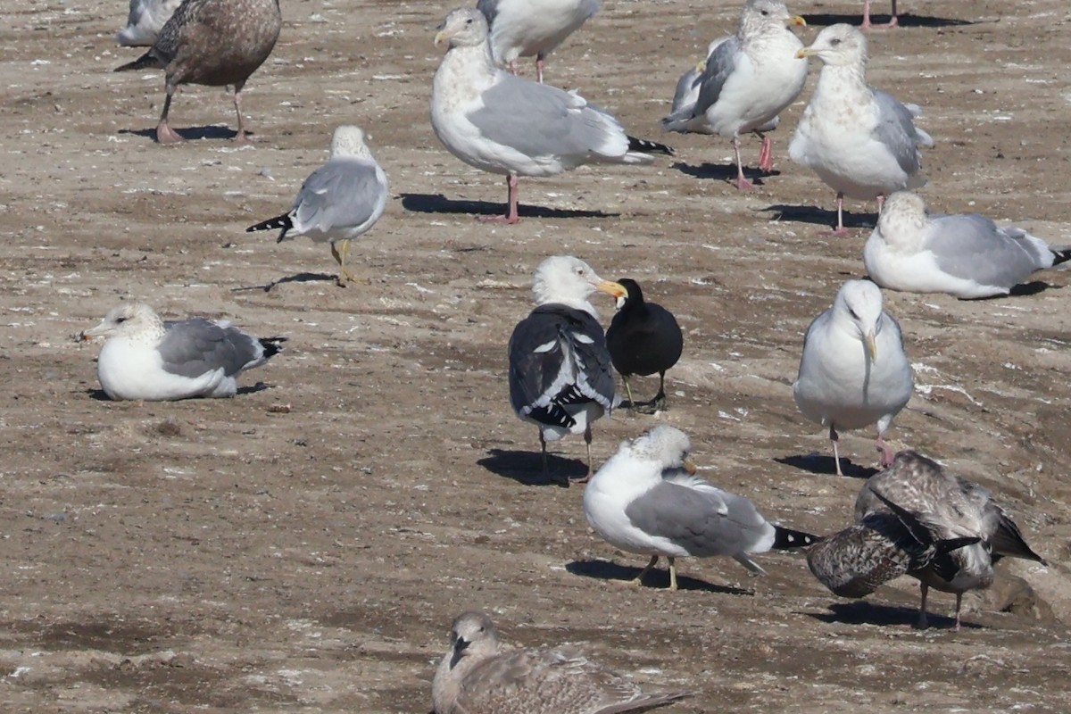 Western Gull - ML646869690