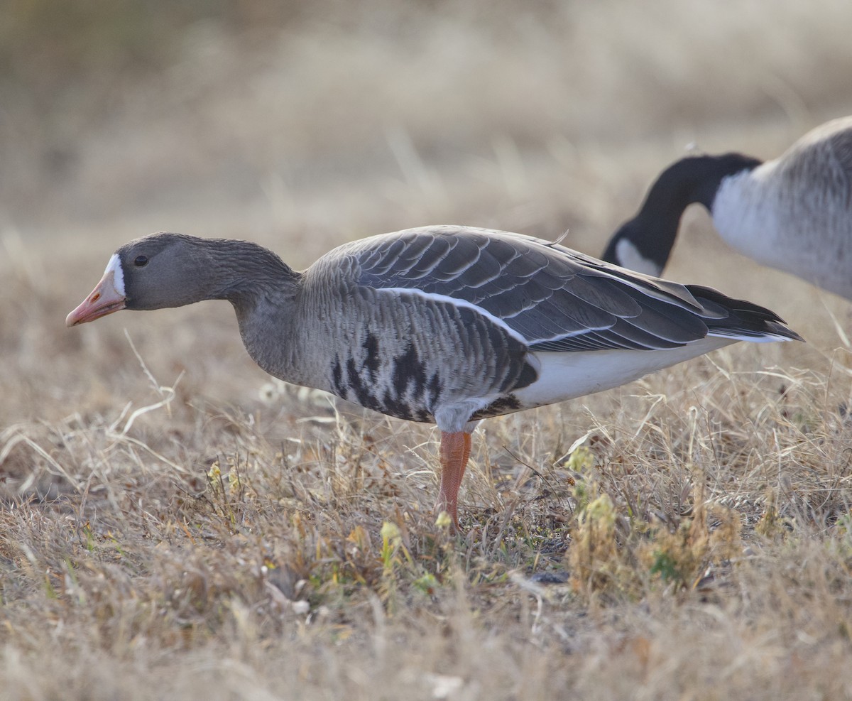 Greater White-fronted Goose - ML646869694