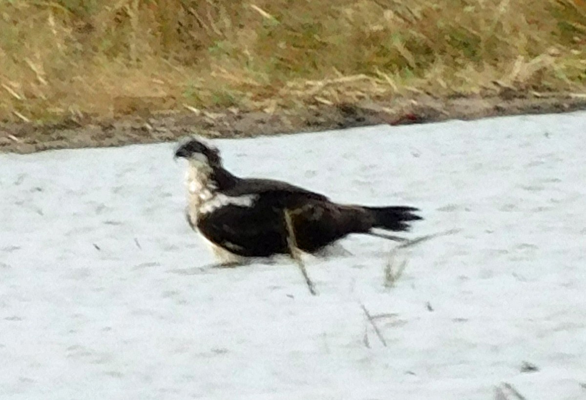 Скопа західна - ML646869695