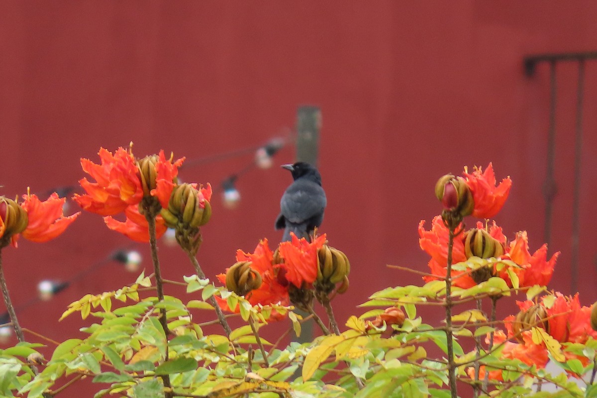 Melodious Blackbird - ML646869697