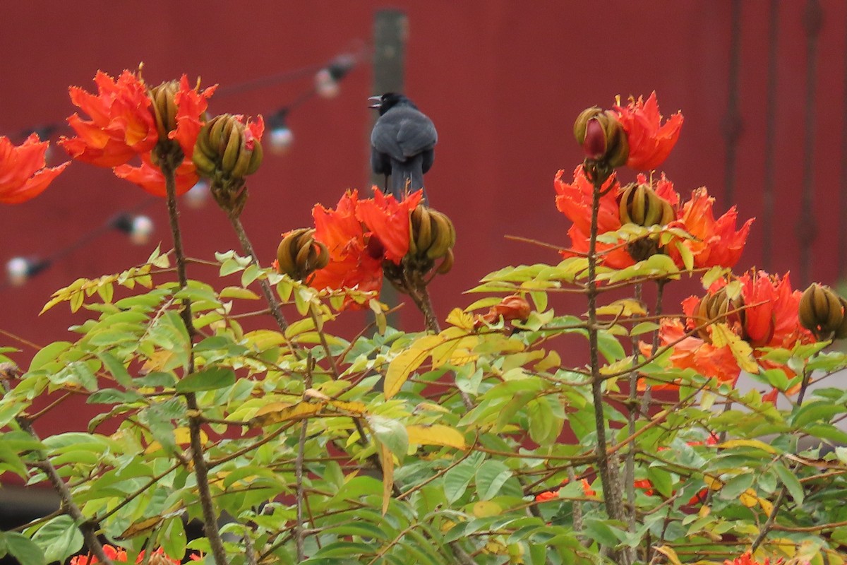 Melodious Blackbird - ML646869698