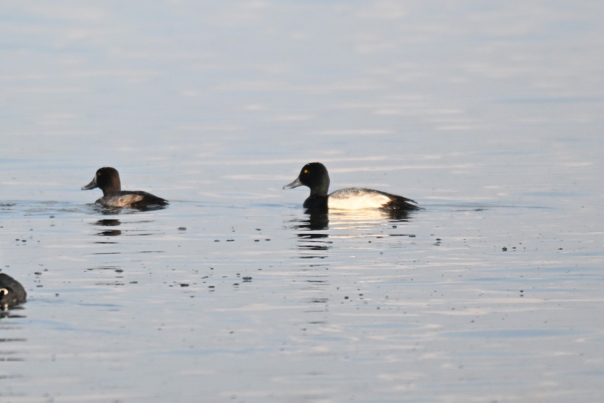 Морская чернеть - ML646869699