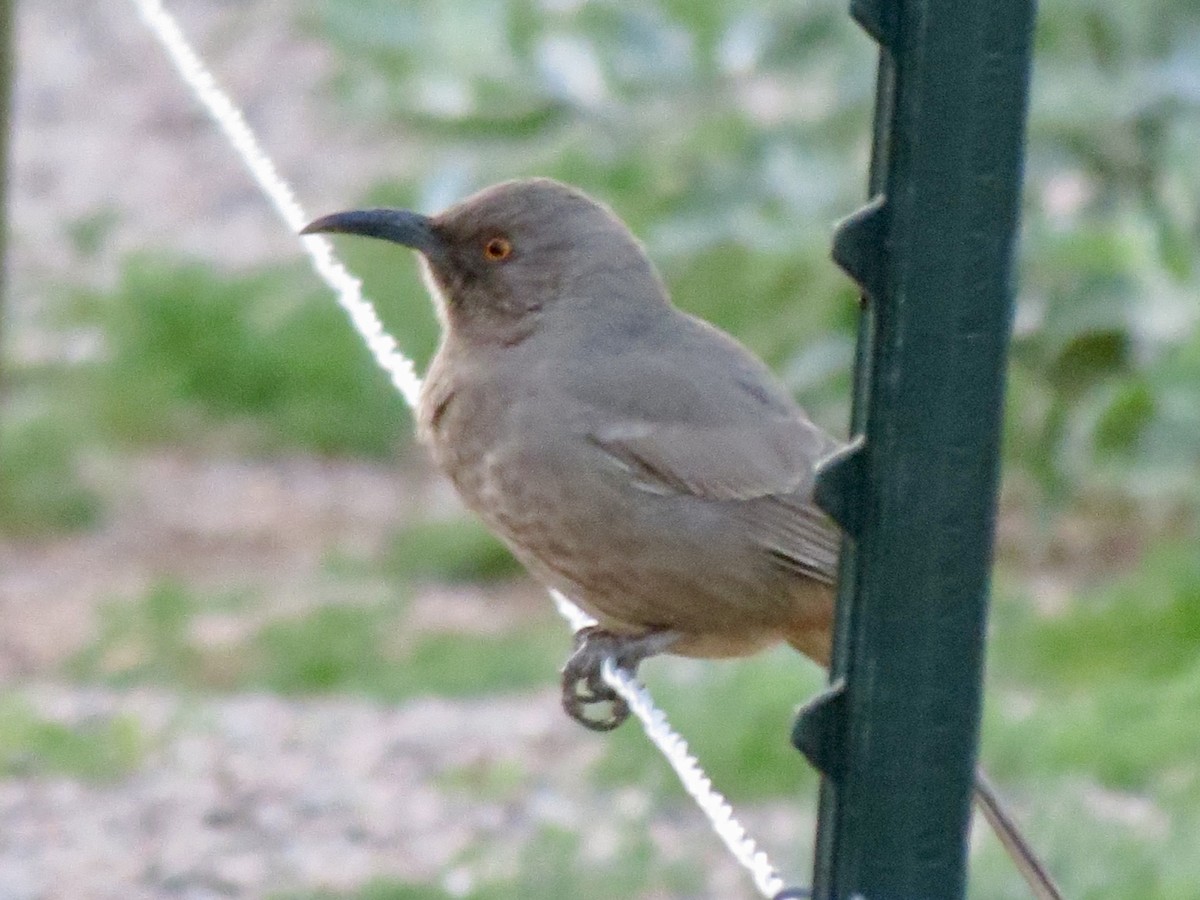 drozdec skvrnitoprsý - ML646869700