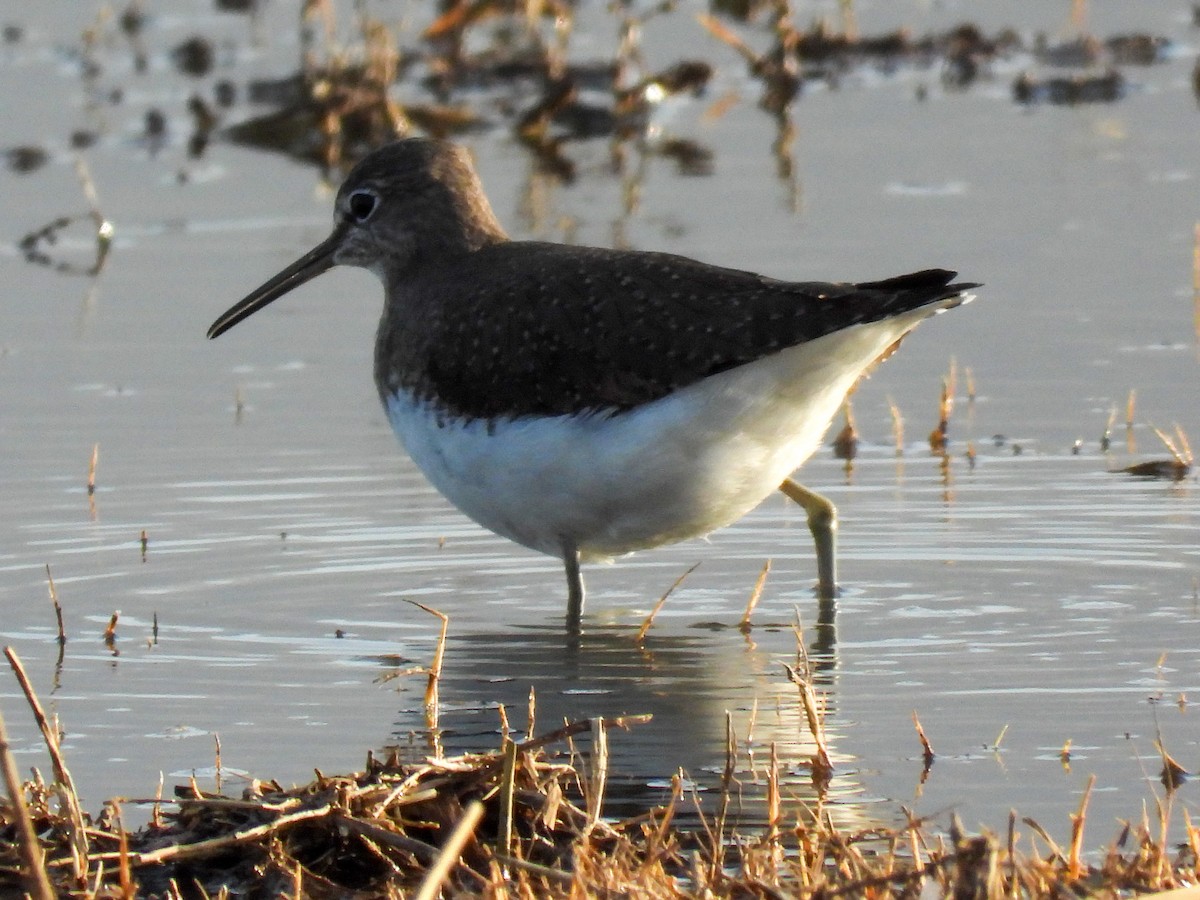 Green Sandpiper - ML646869701