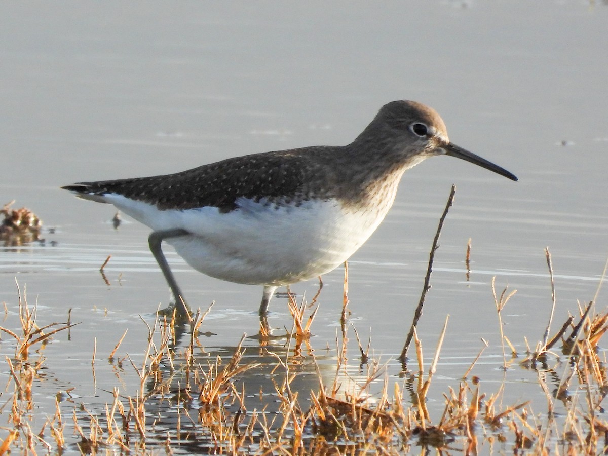 Green Sandpiper - ML646869702