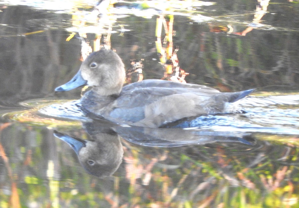 ringand - ML646869704