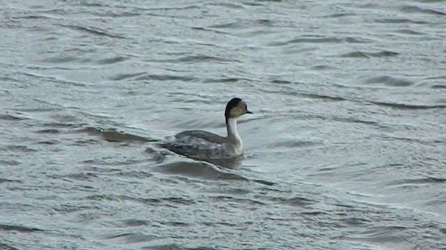 Txilinporta hauskara - ML646869705