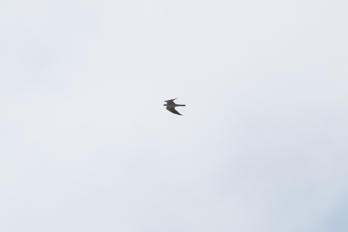 mississippiglente - ML646869706