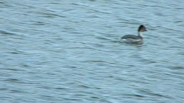 Txilinporta hauskara - ML646869707