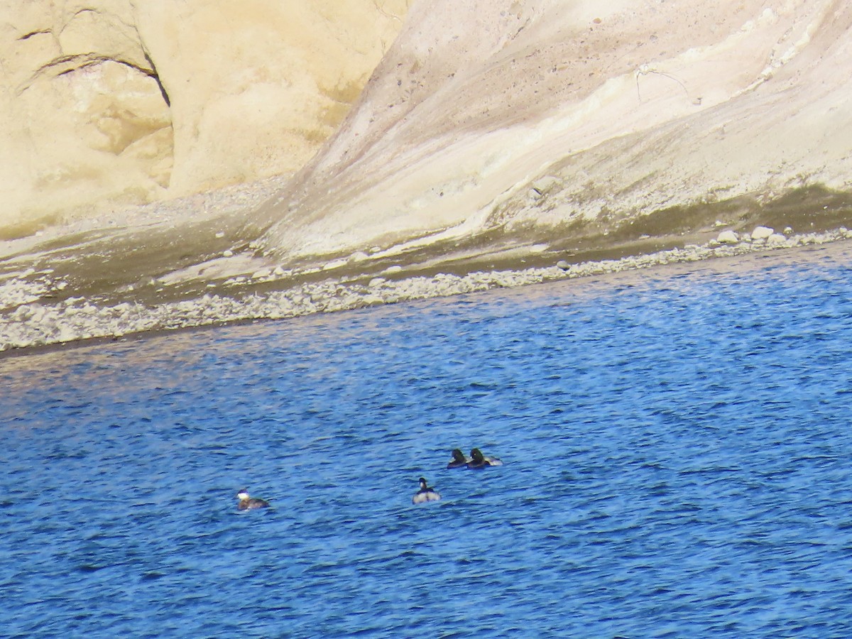 Чернь морська - ML646869714