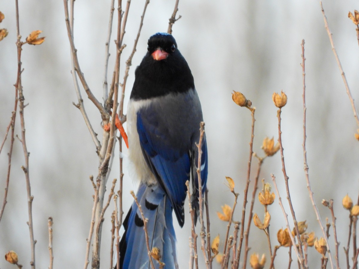 Red-billed Blue-Magpie - ML646869716